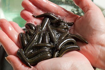 Türkiye 2 bin kilo tıbbi sülük ihraç edecek