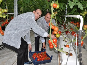 Sıcak suyla ısıtılan seralarda ürünler hasat edildi