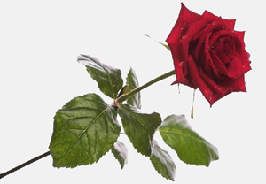 Allah katındaki hissesini öğrenmek isteyen kimse