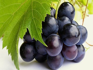Kara üzüm, vücut direncini artırıyor