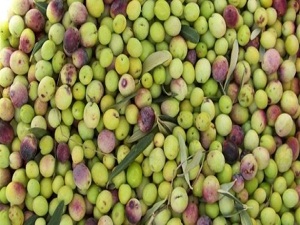 Zeytin rekor kırdı