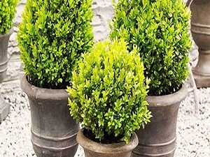 En fazla süs bitkisi ihraç edilen ülke