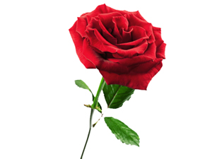 Mü'min kardeşinin kusurunu örtebilen örtsün