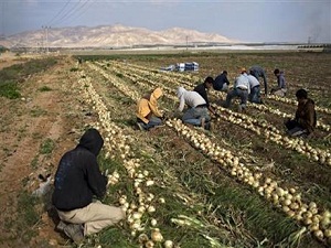 Ürdün Vadisindeki İsrail yerleşimciler boykottan etkilendi
