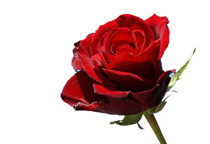 Bir şeyde hayasızlık varsa