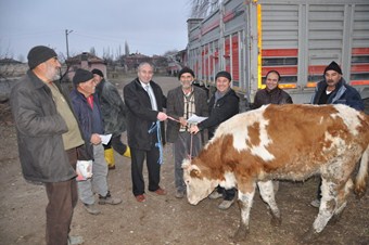 50 aile 300 baş sığır sevinci yaşadı