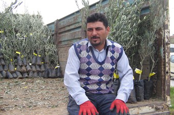 Marmaris’te 15 bin zeytin fidanı dağıtılıyor