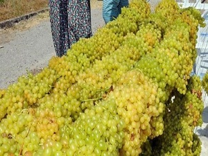 Antioksidanın fazlası da zarar