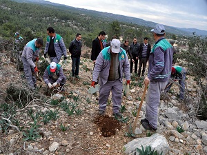 Ormanları yangına karşı 'dikenli incir' koruyacak