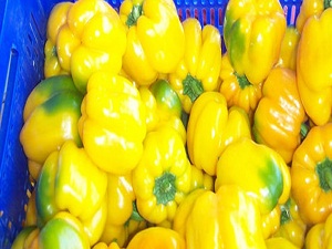 Kaliforniya biberi'nde tane ile satış dönemi