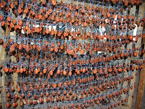 Hendek'te hurma yetiştiriciliği yaygınlaşıyor