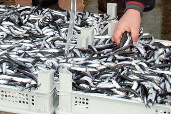 Hamsi fiyatı tavan yaptı