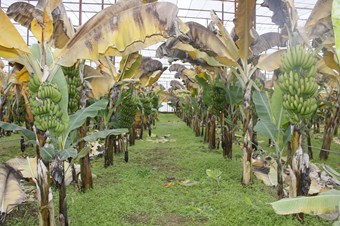 Hassa'da 'muz hasat şenliği' düzenlendi