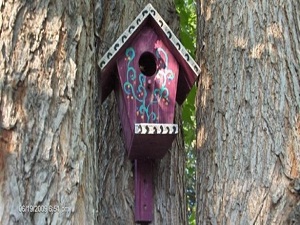 Belediyeden kuşlara ev