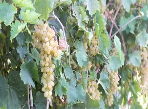 Manisa çekirdeksiz üzümde Türkiye üretiminin yüzde 91,6’sını karşıladı