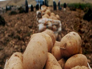Bakanlık açıkladı! Fiyatı bir hafta içinde düşecek
