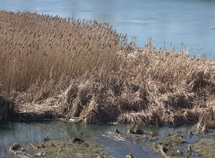 Bafra Sazlıkları Ekonomiye Kazandırılmayı Bekliyor