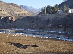 Kuraklıkla suyu azalan Munzur, dereye döndü