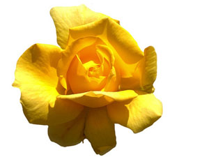 İyi arkadaşla kötü arkadaşın misali şuna benzer