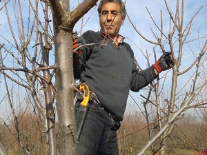 Şimdi Ağaçlarda Budama Zamanı