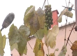 Kış ortasında salkım salkım üzüm verdi