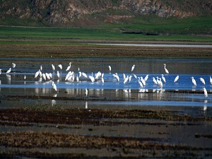 Göçmen kuşların uğrak yerleri yok oluyor