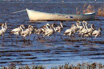 Manyas Kuş Cenneti için tehlike çanları çalıyor!