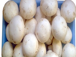 Uzmanlar uyardı: Sakın yemeyin!