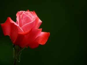 Kişi Allah için bir kardeşlik kurarsa