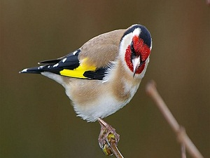 Saka kuşunu alana da satana da ceza