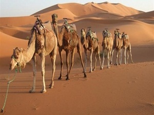 Develer gurur ve övünç kaynağı