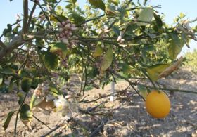 Limonlar Kış Ortasında Çiçek Açtı