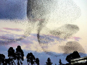 Bilim, felaket haberini kuşlardan alacak