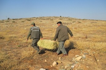 Hatay'da dağ ceylanlarının yaşam alanlarına yonca bırakıldı