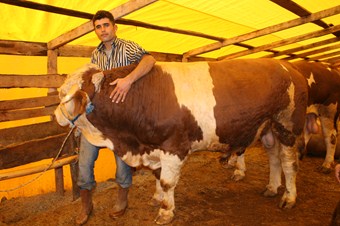 Hayvan nakliyesinde yeni kurallar
