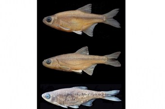 Üç yeni balık türü keşfedildi