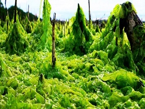 Şifa kaynağı yosun havuzu