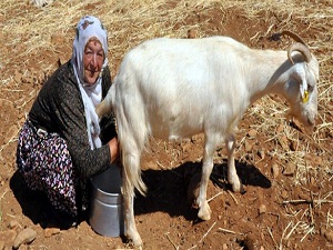 Keçi sütü mercek altına alınıyor