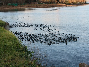 Sapanca Gölü'nü bu kuş kurtaracak
