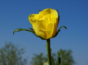 Sol elle yemek yemeyin, çünkü şeytan...