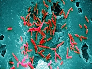 Vücutta uzun süre kalan virüsler kansere yolaçabilir