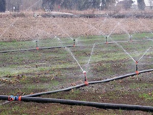 Dayanıklı tohum formülü