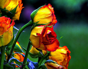 Namazı böyle kılan Rabbini hafife almıştır