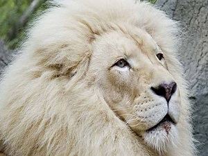 30 adet kalan beyaz dağ aslanı var olma savaşı veriyor