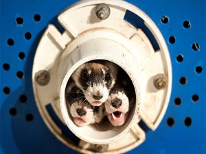 Bilim insanları hayvanların konuşmalarını anlamaya başladı