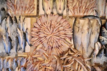 Karadeniz'de balık türleri yok oluyor