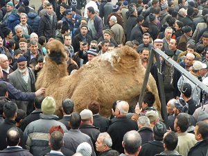 Kuraklığa karşı 2 deve kurban edildi
