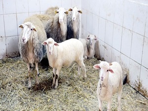 Çimen bilimin hizmetinde