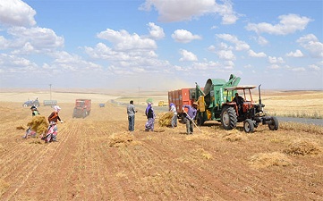 GAP’ta kuraklık çanları çalıyor