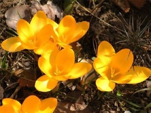 Çiğdemler bu mevsimde açtı